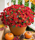 Daisy Artificial Flowers for Outdoors Autumn Fall Decoration, 6 Bundles Fake Mums Red Silk Flowers for Outside Look Real UV Resistant Fake Plants Faux Flowers for Planter Front Door Home Indoor Porch by INSPRING