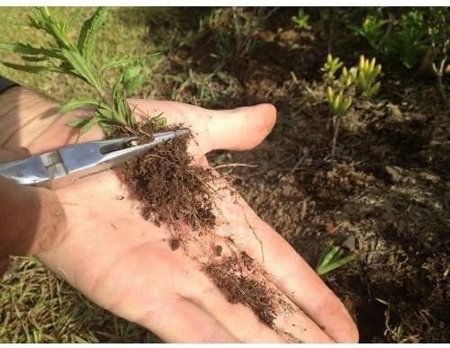 Lawn Jaws Original Shark Tooth Weed Puller Tool, Grabs Weeds by the Root - Image 6