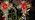 4 Pack Solar Christmas Decorations Outdoor, 32 Inch Solar Christmas Cross Stake Lights, Waterproof Grave Decorations with Poinsettia Flower Pinecones Red Berries for Garden Yard Patio Lawn Cemetery - Image 7